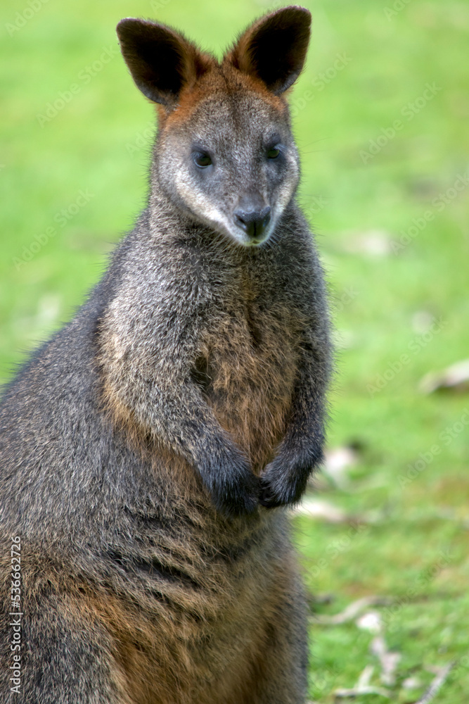 the swamp wallaby has a grey body with a cream chest and tip to its tail and black paws