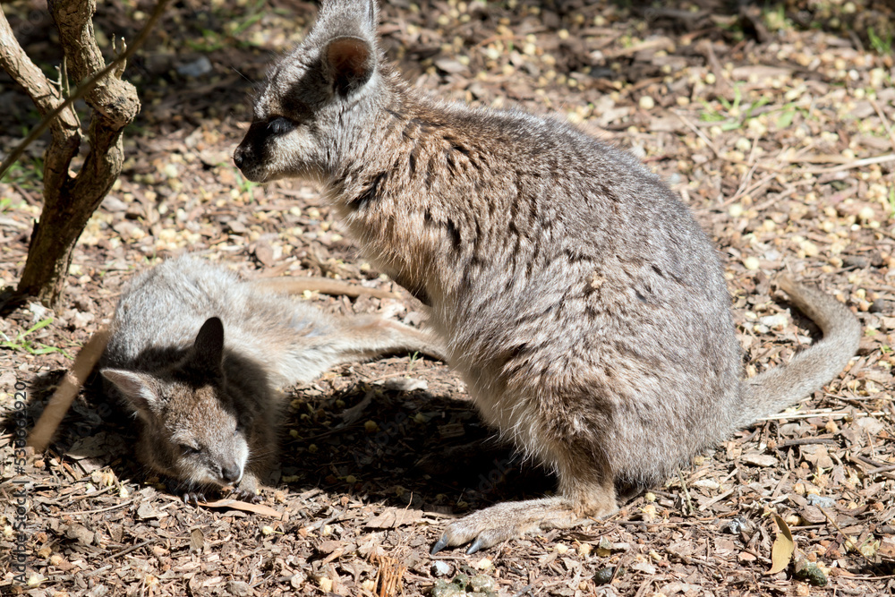 Naklejka premium the joey wallaby is exploring his surroundings while his mother watches
