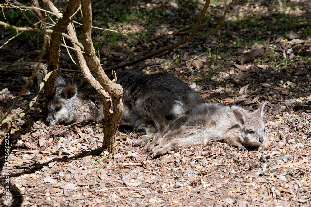 the tammar wallabies are grey with tan legs and a white stripe on its face the tammar wallabies are grey with tan legs and a white stripe on its face