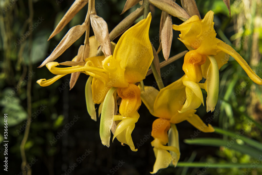 Fototapeta premium yellow orchid flowers on the branch