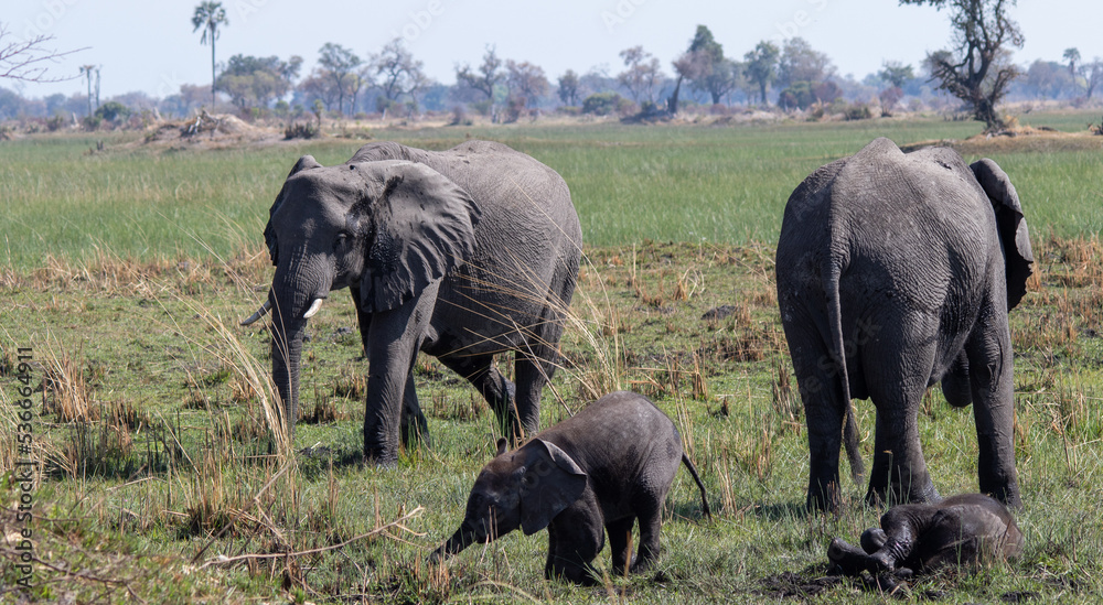 African elephant herd play in the mud to cool down