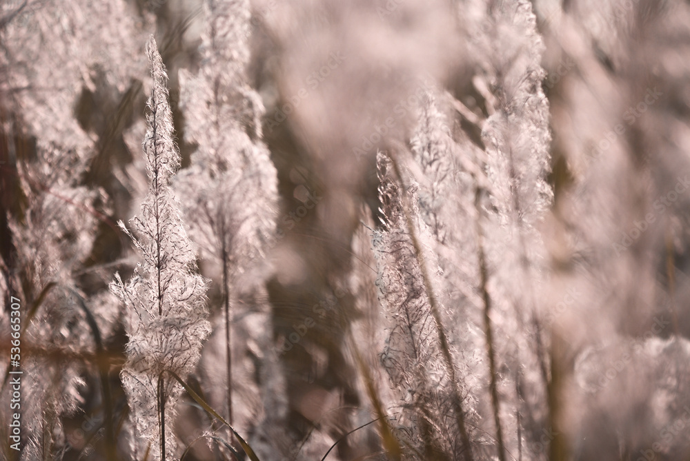 Obraz premium Misty and blurred bunches of grass flowers in fresh air of autumn time. A cool earth toned image for a warm welcome of fall and winter. Calm and peaceful environmental earth concept.
