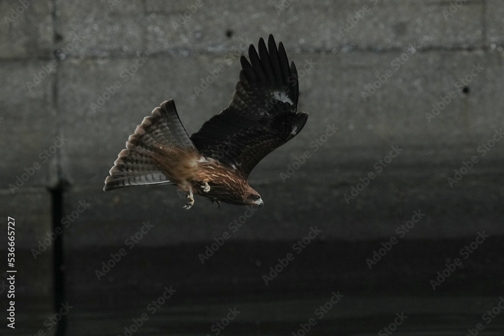 black kite in flight