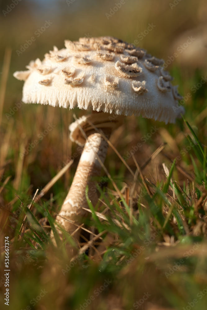 Mushroom in the grass. Mushroom in the grass.