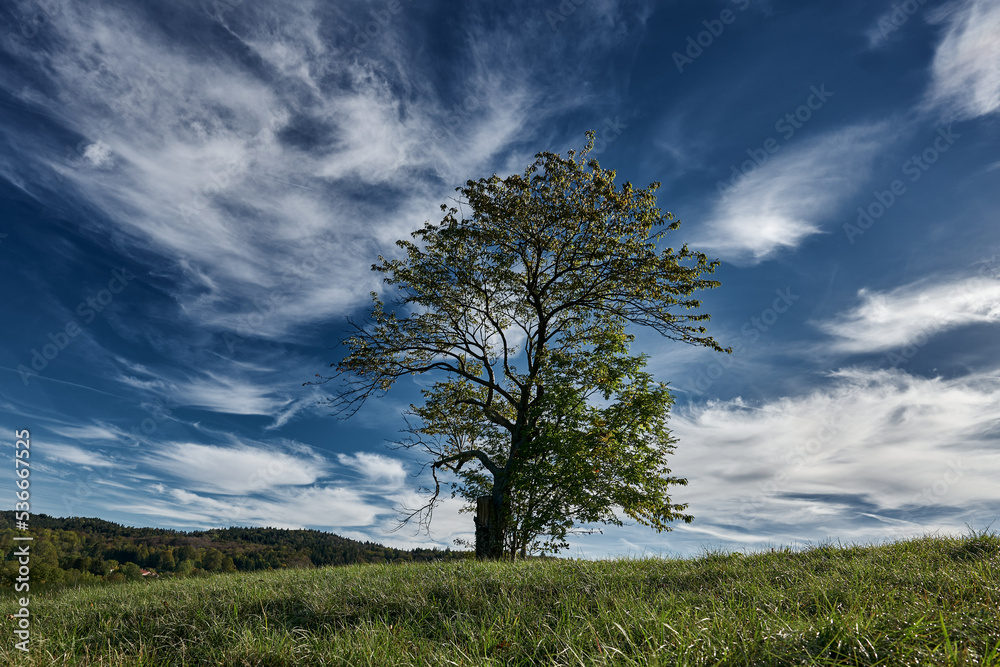 Obraz premium tree on blue sky