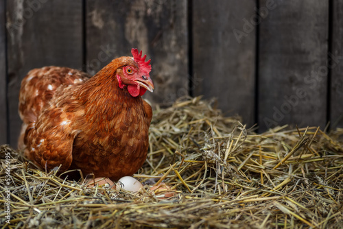 Fotografia, Obraz brown hen sits on the eggs in hay inside chicken coop