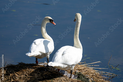 Two Mute swans on a nest on a pond in the UK