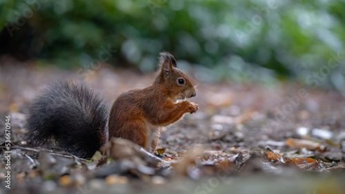 Eichhörnchen im Herbstwald © Andreas