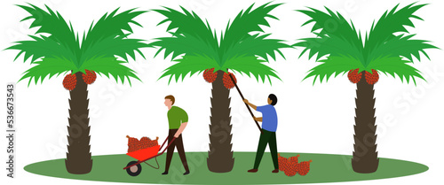 Workers on oil palm plantations are harvesting palm fruit, coconut palm farm for oil mills vector graphic illustration, Kalimantan farmers harvest palm oil