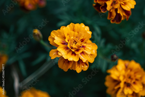 French marigold Tagetes patula close up, macro shot. photo