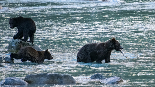 Grizzlys fishing salmon in the river in Alaska before winter, mother with cubs 