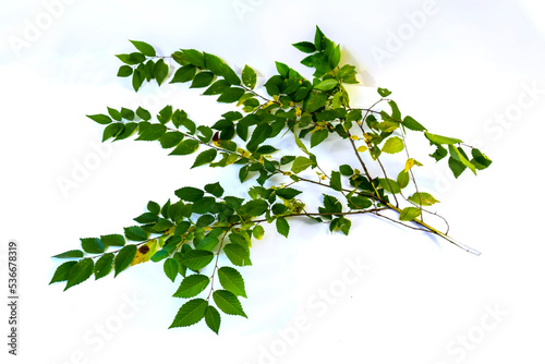 branch with green leaves on a white background