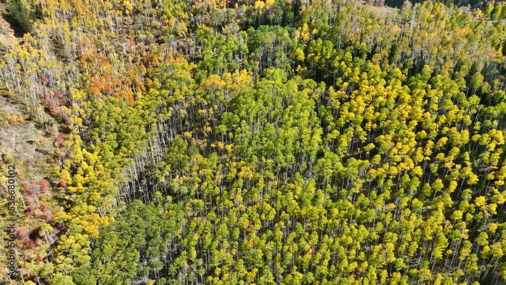 Aerial autumn mountain aspen pine canyon pull. Central Utah. Beautiful mountain canyon valley and trails. Travel destination. Golden yellow, golden, red and orange leaves. Explorin Aerial autumn mountain aspen pine canyon pull. Central Utah. Beautiful mountain canyon valley and trails. Travel destination. Golden yellow, golden, red and orange leaves. Explorin