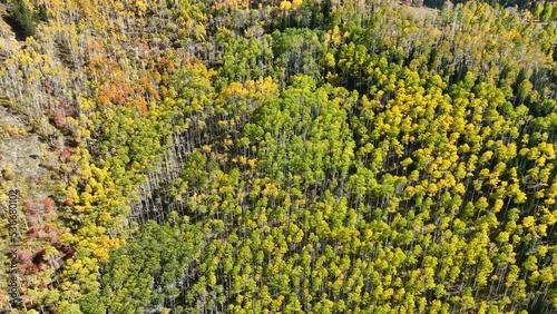 Aerial autumn mountain aspen pine canyon pull. Central Utah. Beautiful mountain canyon valley and trails. Travel destination. Golden yellow, golden, red and orange leaves. Explorin photo