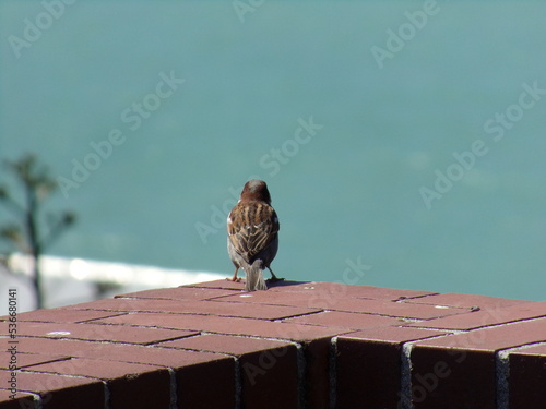 Bird on a ledge