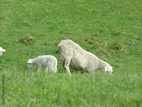 Sheep in the grass in New Zealand