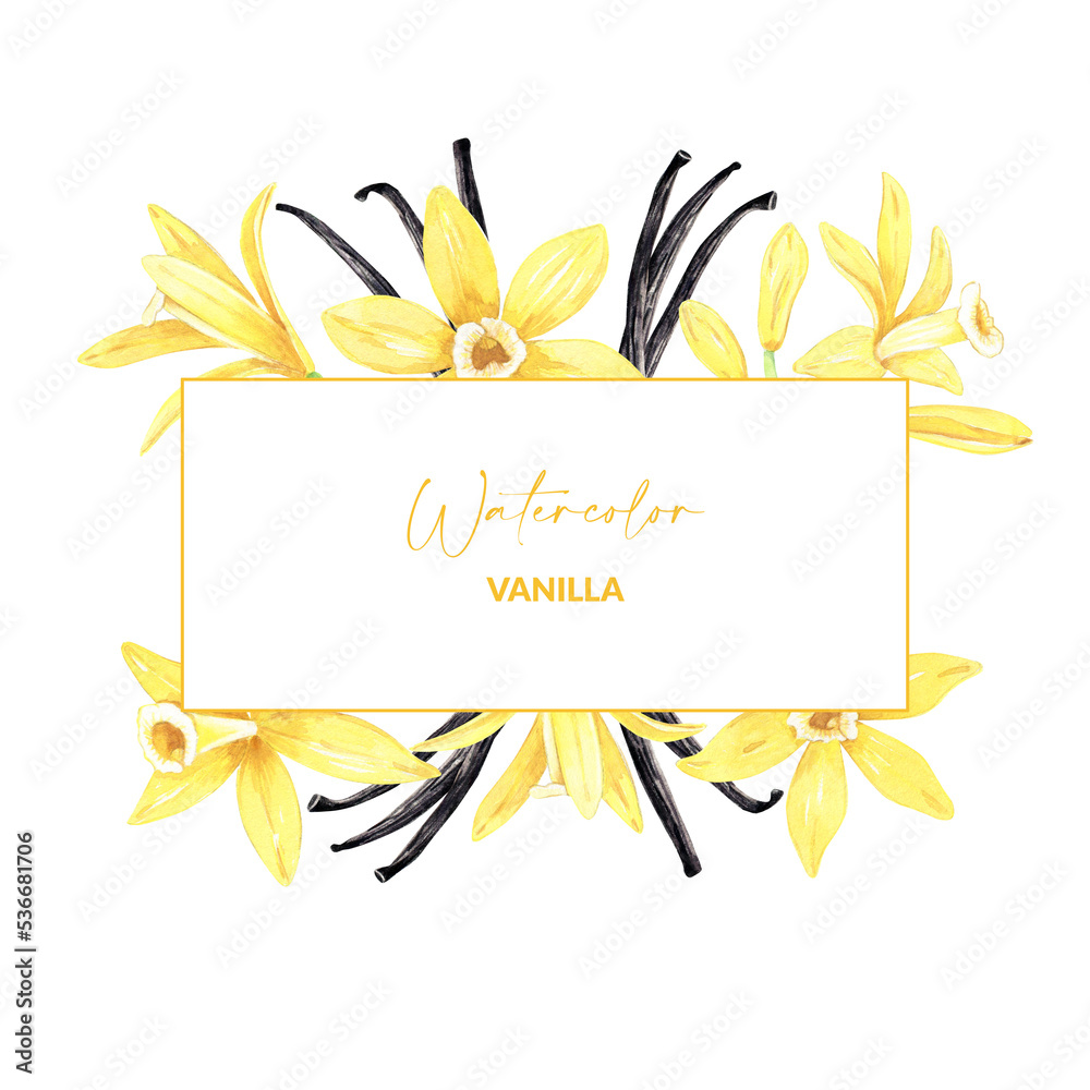 Watercolor yellow vanilla flowers and dried sticks. Template with hand drawn iIllustration of blooming orchids. Tropical flora ingredient for recipe, label, packaging.