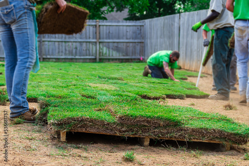 Landscaping crew workers laying new sod grass in a fenced backyard photo