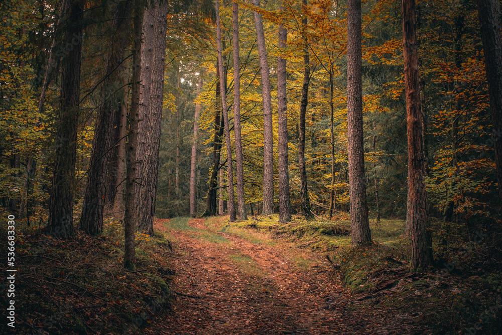 Herbst im Wald mit Pilzen, Moos, bunte Blätter und Bäume in Bayern