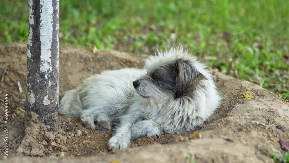 Stray dog lying on the ground sleeping and resting Stray dog lying on the ground sleeping and resting