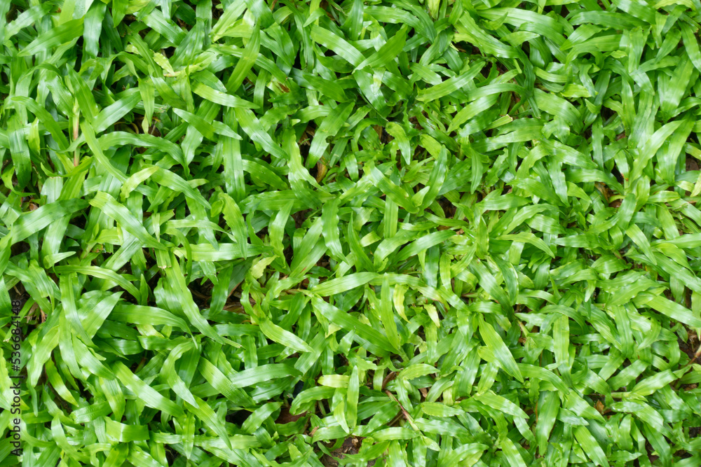 Green grass texture background.Top view of bright grass garden Idea concept used for making green backdrop.