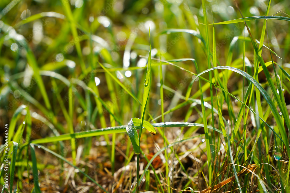 dew. dew on the grass in a beautiful autumn morning. dew. dew on the grass in a beautiful autumn morning.