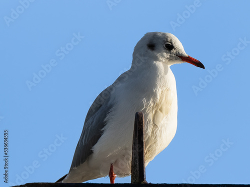 Lachmöve