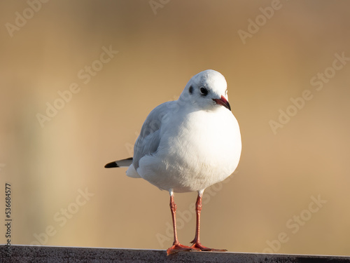 Lachmöve