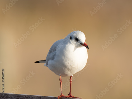 Lachmöve