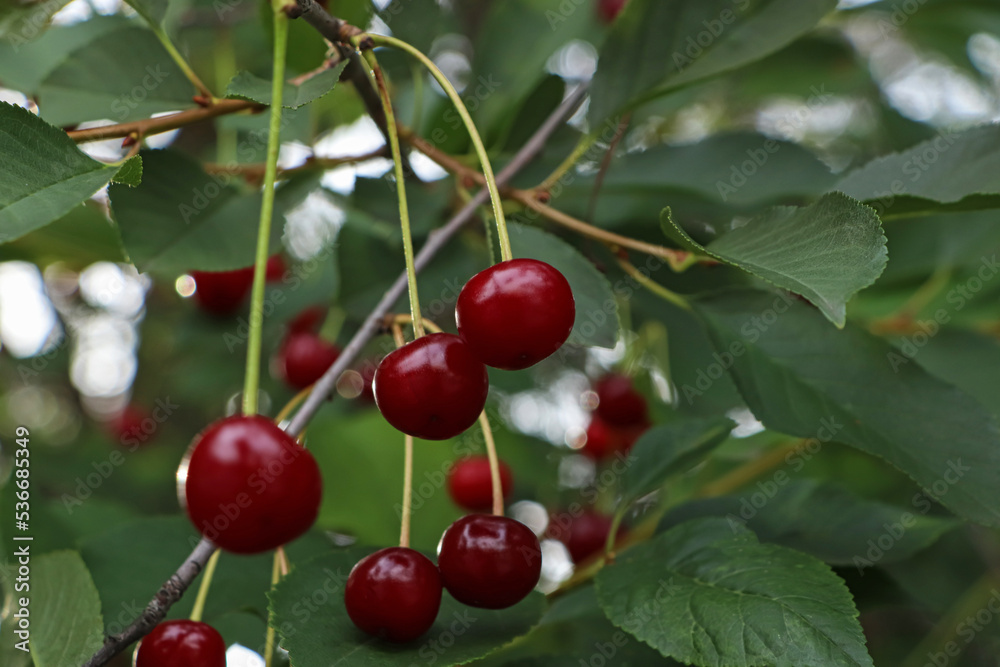 Closeup view of cherry tree with ripe red berries outdoors Closeup view of cherry tree with ripe red berries outdoors