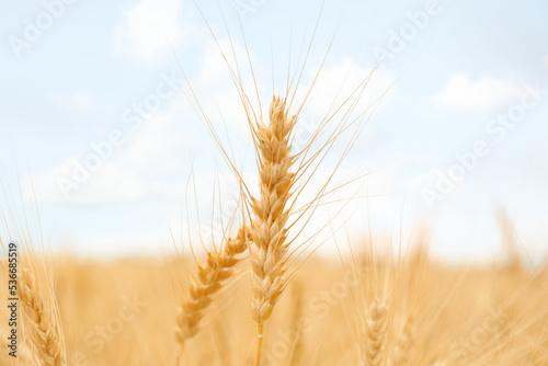 Beautiful ripe wheat spikes in field, closeup