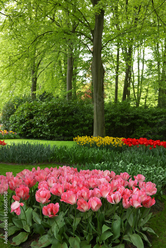 Park with variety of beautiful tulip flowers. Spring season