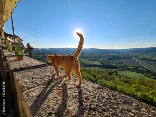 A cat walking on the fortress walls of the little town of Motovun, Istria, Croatia. While the end of his tail is touching the sun.