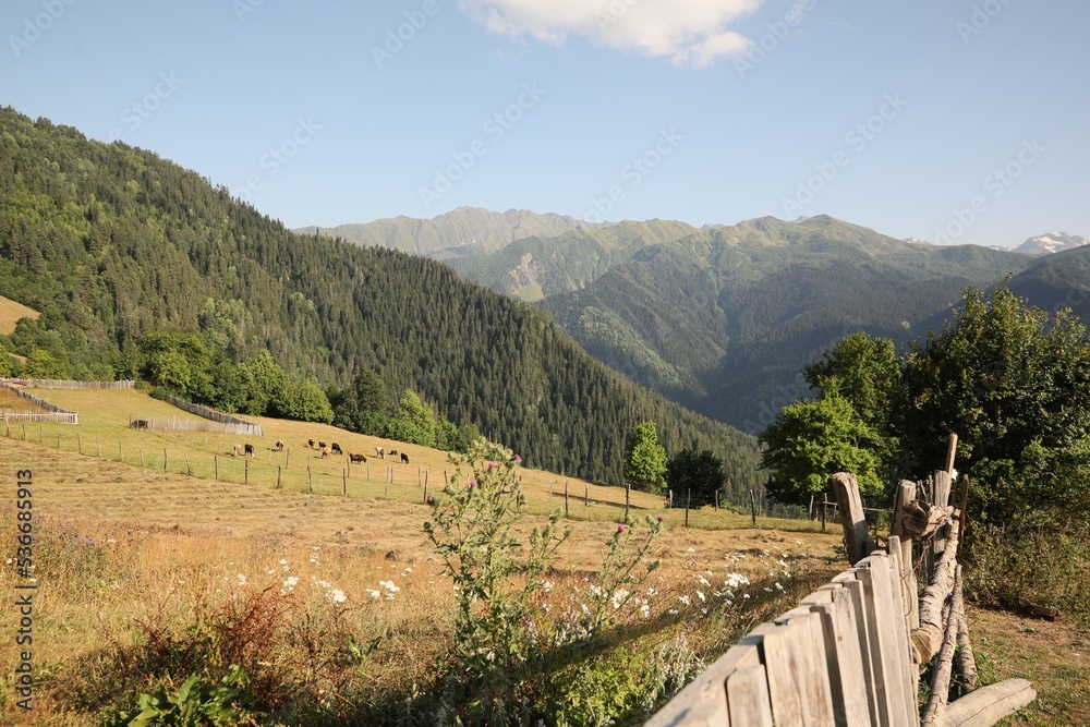 Beautiful view of cows grazing on mountain hill Beautiful view of cows grazing on mountain hill