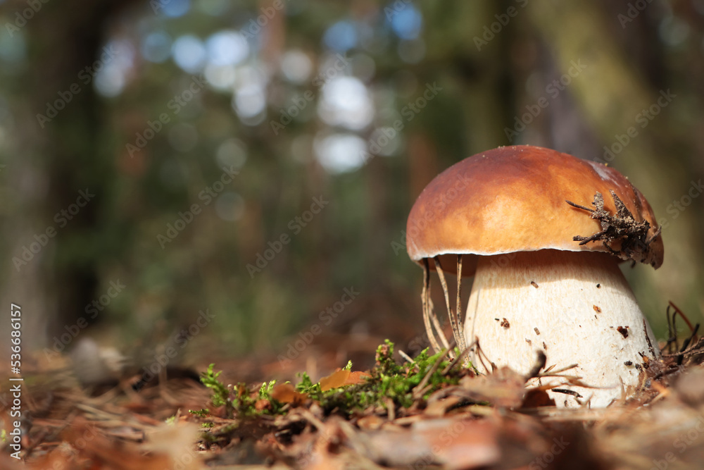Beautiful porcini mushroom growing in forest on autumn day, space for text Beautiful porcini mushroom growing in forest on autumn day, space for text