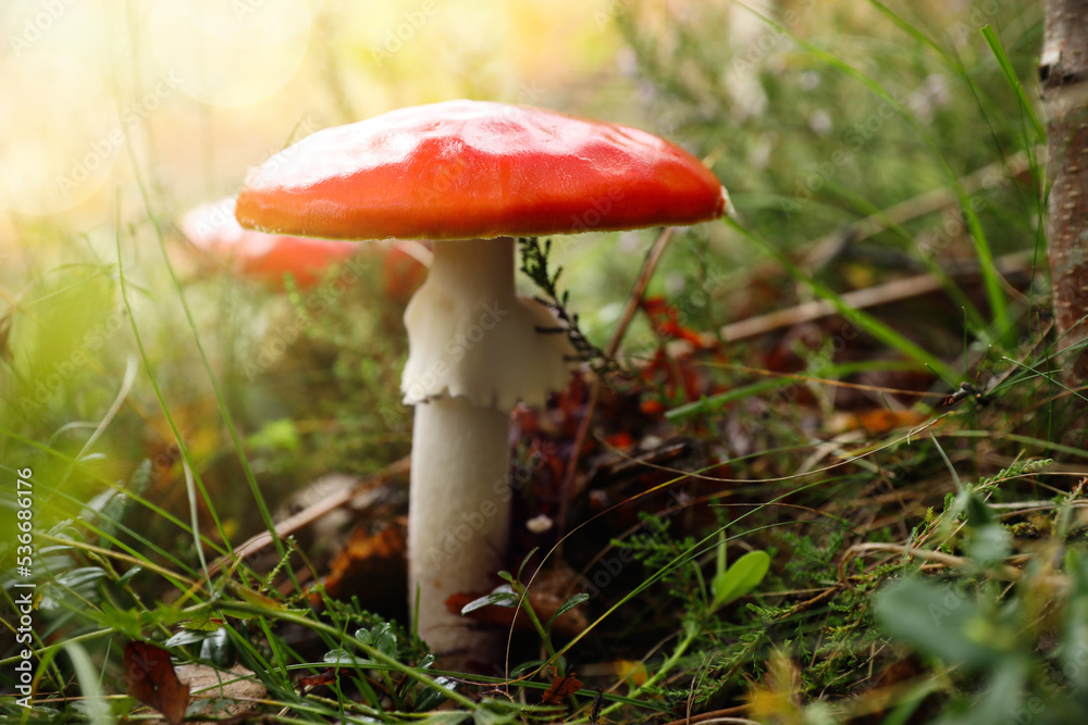 Fresh wild mushroom growing in forest, closeup Fresh wild mushroom growing in forest, closeup