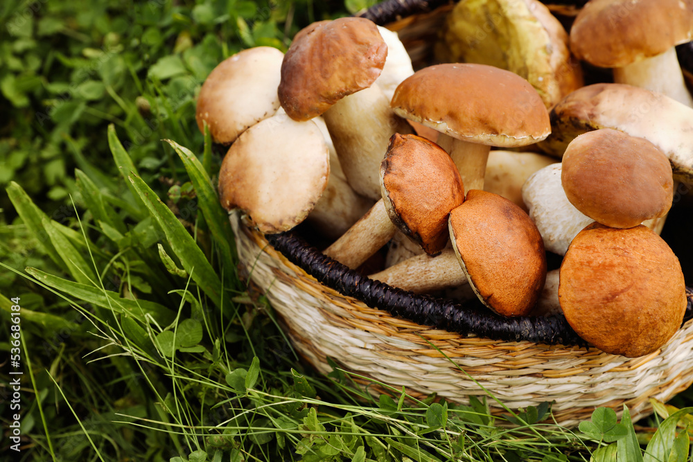 Wicker basket with fresh wild mushrooms outdoors, space for text