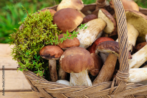 Wicker basket with fresh wild mushrooms on wooden table outdoors, closeup