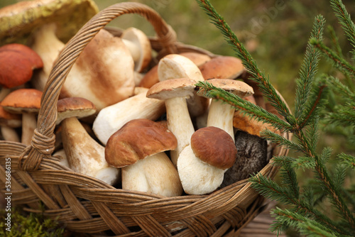 Wicker basket with fresh wild mushrooms on wooden table outdoors, closeup