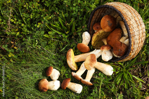 Wicker basket and fresh wild mushrooms outdoors, above view. Space for text