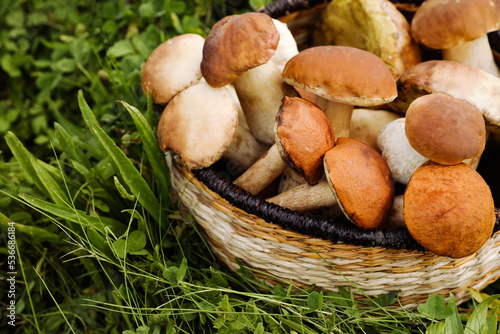 Wicker basket with fresh wild mushrooms outdoors, space for text