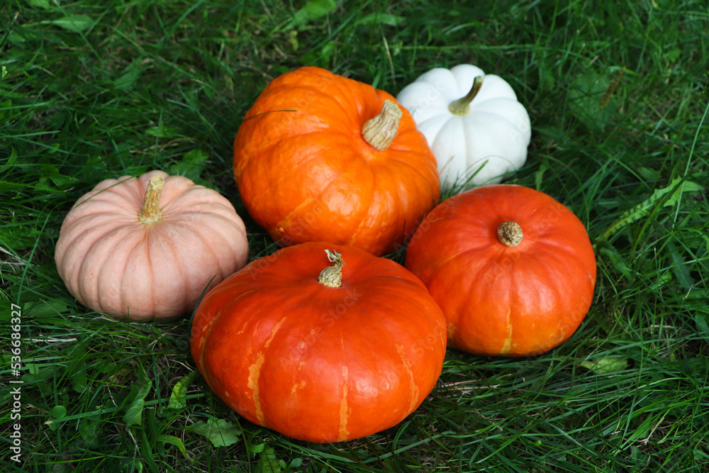 Many ripe pumpkins among green grass outdoors Many ripe pumpkins among green grass outdoors
