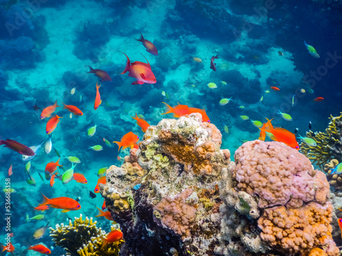 wonderful colorful fishes and corals in the red sea