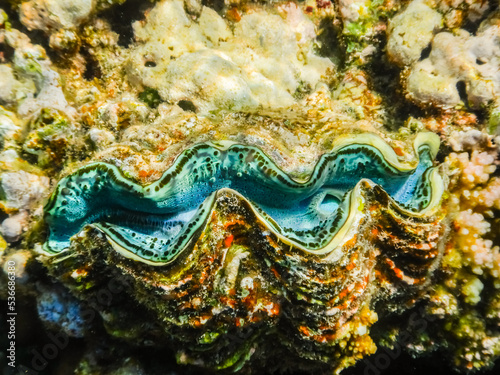 wonderful giant clam at the coral reef in the red sea