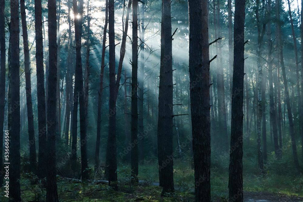 Naklejka premium Majestic view of forest with sunbeams shining through trees in morning