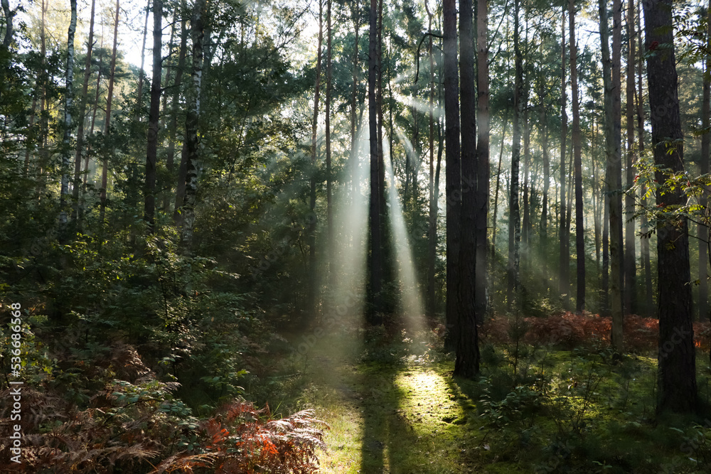 Fototapeta premium Majestic view of forest with sunbeams shining through trees in morning