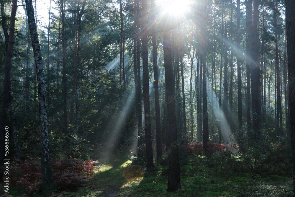Fototapeta premium Majestic view of forest with sunbeams shining through trees in morning