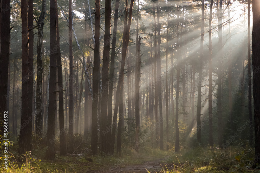 Majestic view of forest with sunbeams shining through trees in morning Majestic view of forest with sunbeams shining through trees in morning