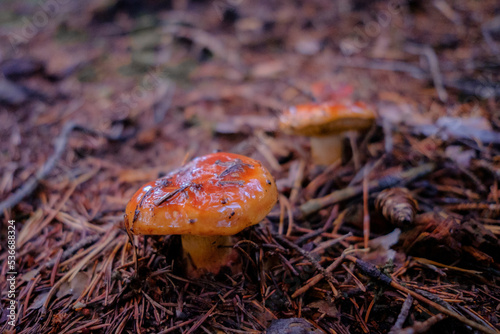 Forrest Mushroom