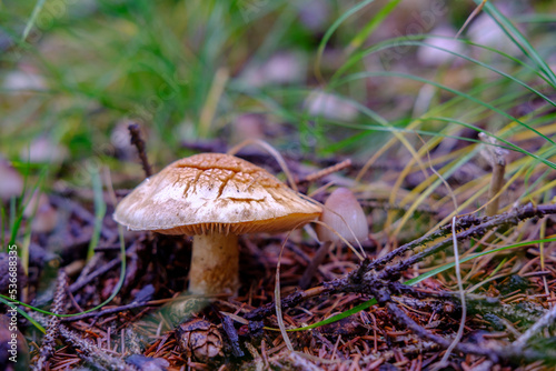 Forrest Mushroom © Metod